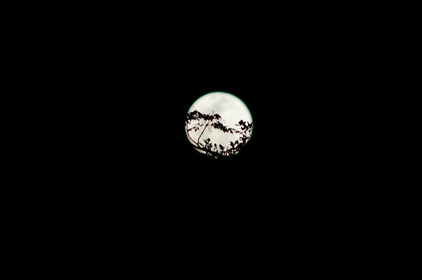 Cajun moon. . . 26.03.13