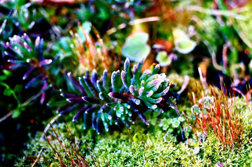 Miniature Frost Jungle - photo by Christopher J Cart ©2013