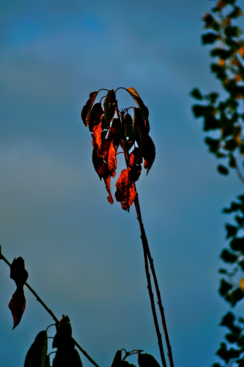 Dawn casts golden light on the reddening leaves of my wild cherry tree in my back garden. . . Autumn 2014