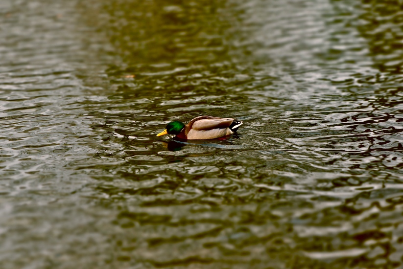 Mallard drake swimming in Moseley Park and Pool, Moseley Village, Birmingham, UK